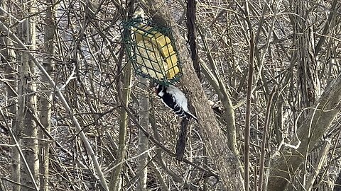 Hairy Wood Pecker trying out my food offering