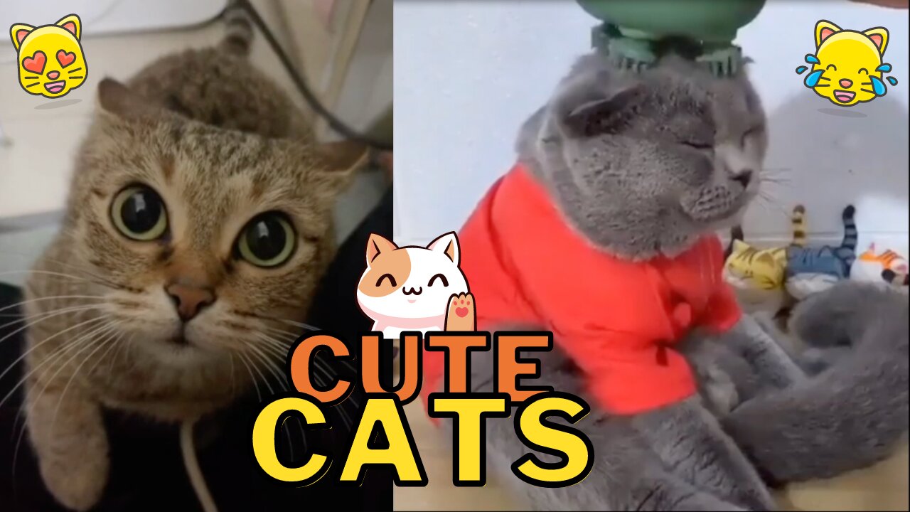 Cute Cats Compilation Vol. 4 - Brighten Your Day With Adorable Kitties