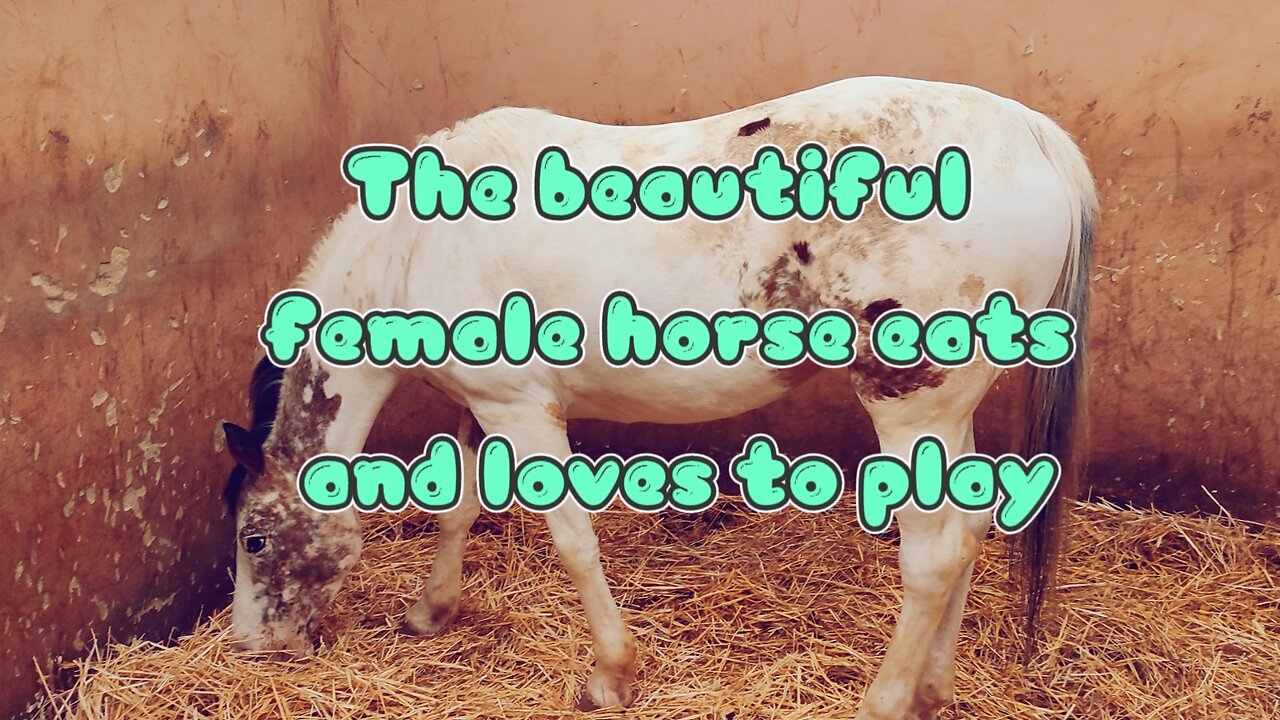 The beautiful female horse eats and loves to play