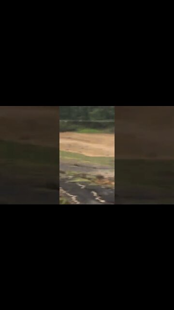 Record breaking flood and free range birds. They do have shelter 🌧