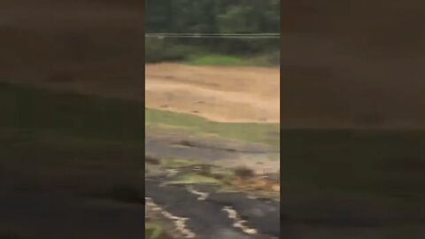 Record breaking flood and free range birds. They do have shelter 🌧