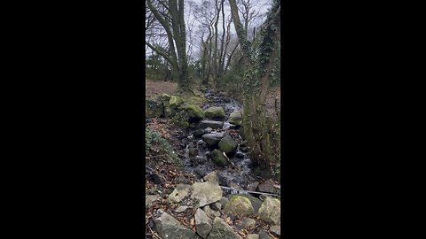 Barna woods, Galway, Ireland