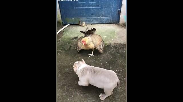 Chicken vs Dog