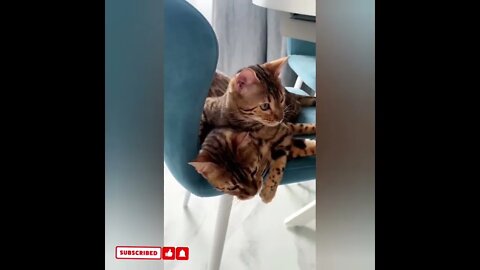 cute cat videos 😹 funny videos 😂1687