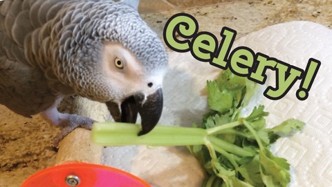 Einstein the Parrot encourages you to eat celery