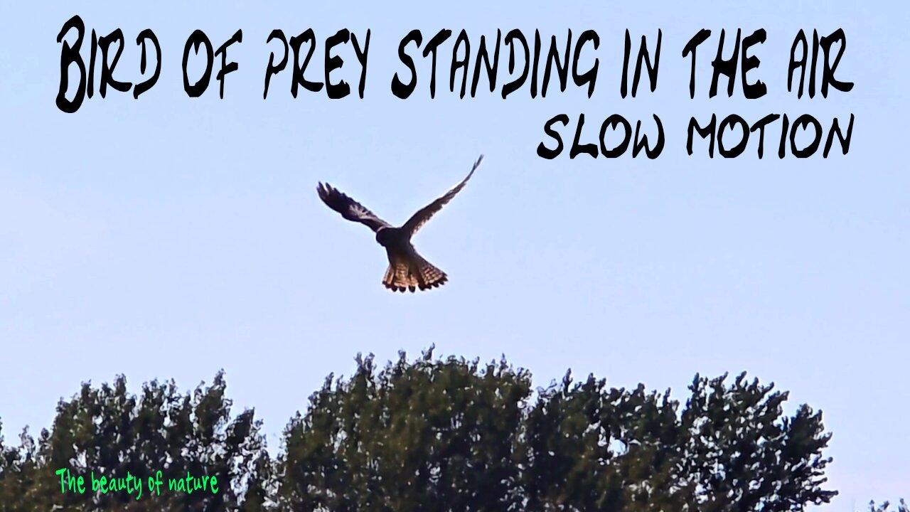 Bird of prey standing in the air in slow motion / A bird of prey on the hunt.