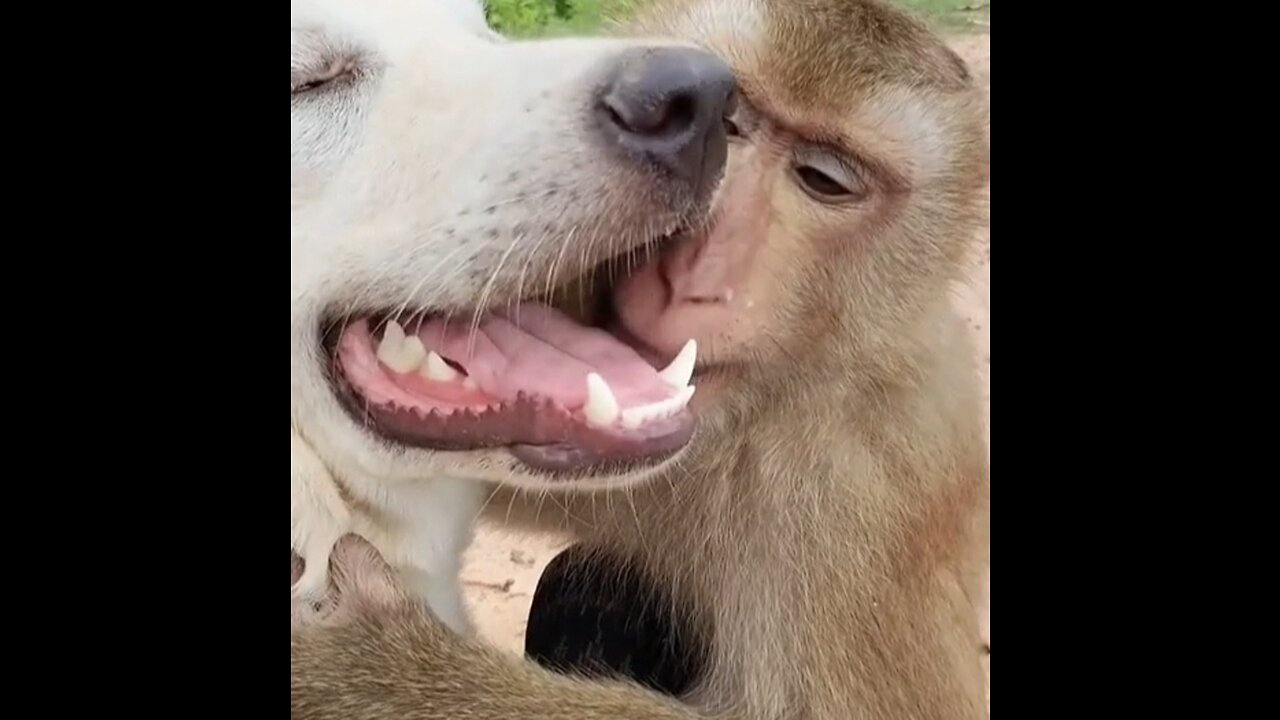 Monkey Dog entertainment video