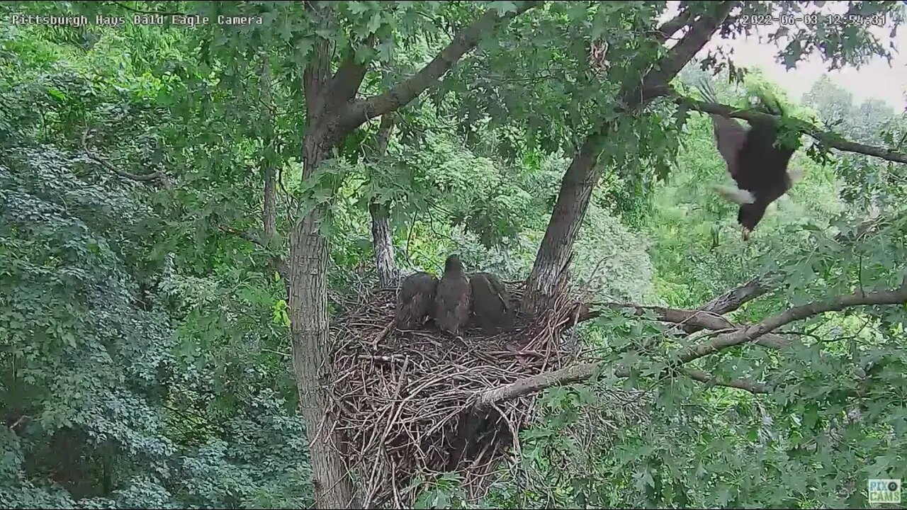 Hays Bald Eagles Mom Leaves "Lets all look Together" ! 2022 06 03 1254