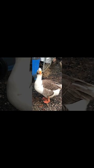 Chickens and geese enjoying break in rain after flood