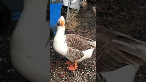 Chickens and geese enjoying break in rain after flood