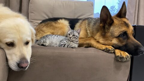 German Shepherd and Golden Retriever are Best Friends for Kitten