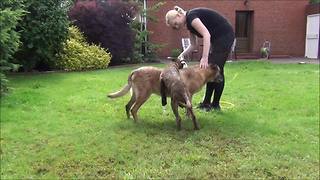 Excited puppy can't wait his turn for shower