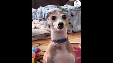 Funny Animals - Funny Cats / Dogs - Funny Animal Videos / Best Animal Videos of 2022!