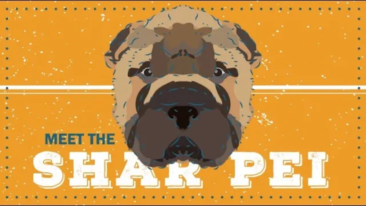 Shar-Pei | CKC Breed Facts & Profile