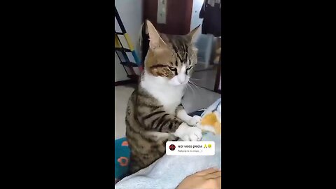 Funny Animal Videos 45