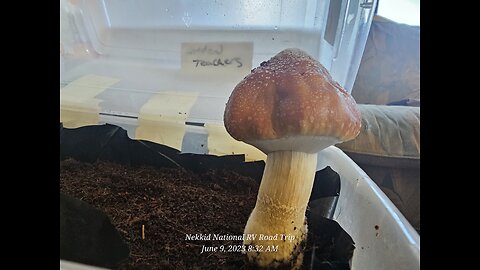 Z strain