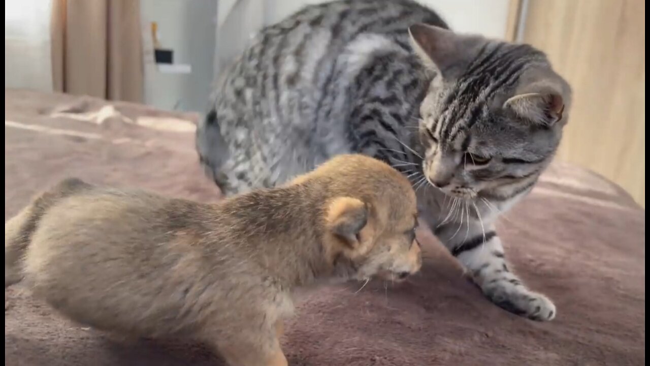 Funny Cat Reaction to Puppies [Kitty sees them for the First Time]