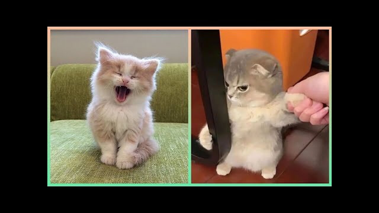 Animals that make you Laugh 😂