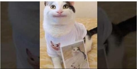 Funny animals 2024 funniest cats and dogs