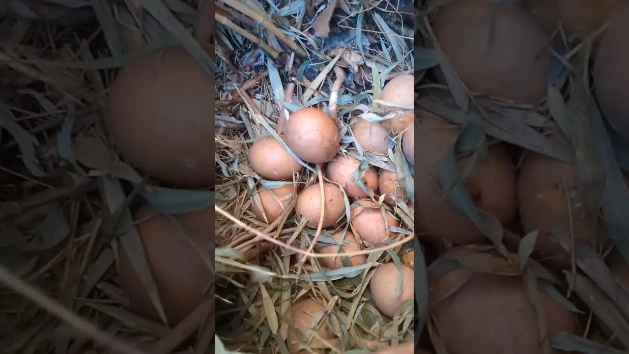 Hidden Nest! #chickens #farmlife #farm #homesteading #farmanimals #eggs