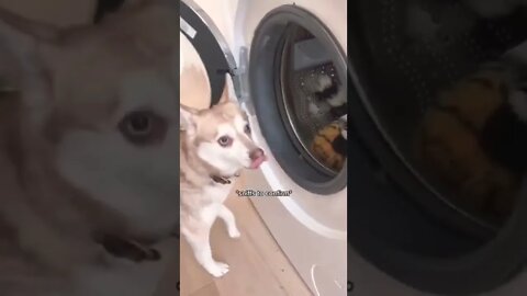 Mini Husky Loses The Plot When Owner Washes His Favourite Toys #shorts