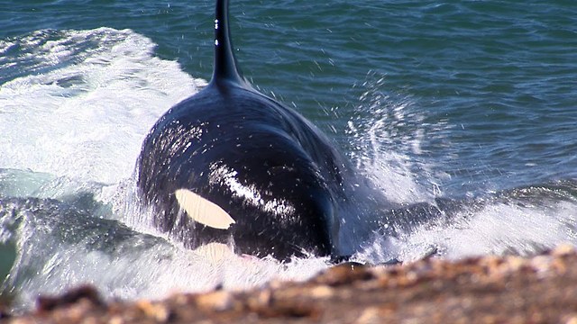 Killer Whale Attack: Orca Beaches Itself To Ambush Seals