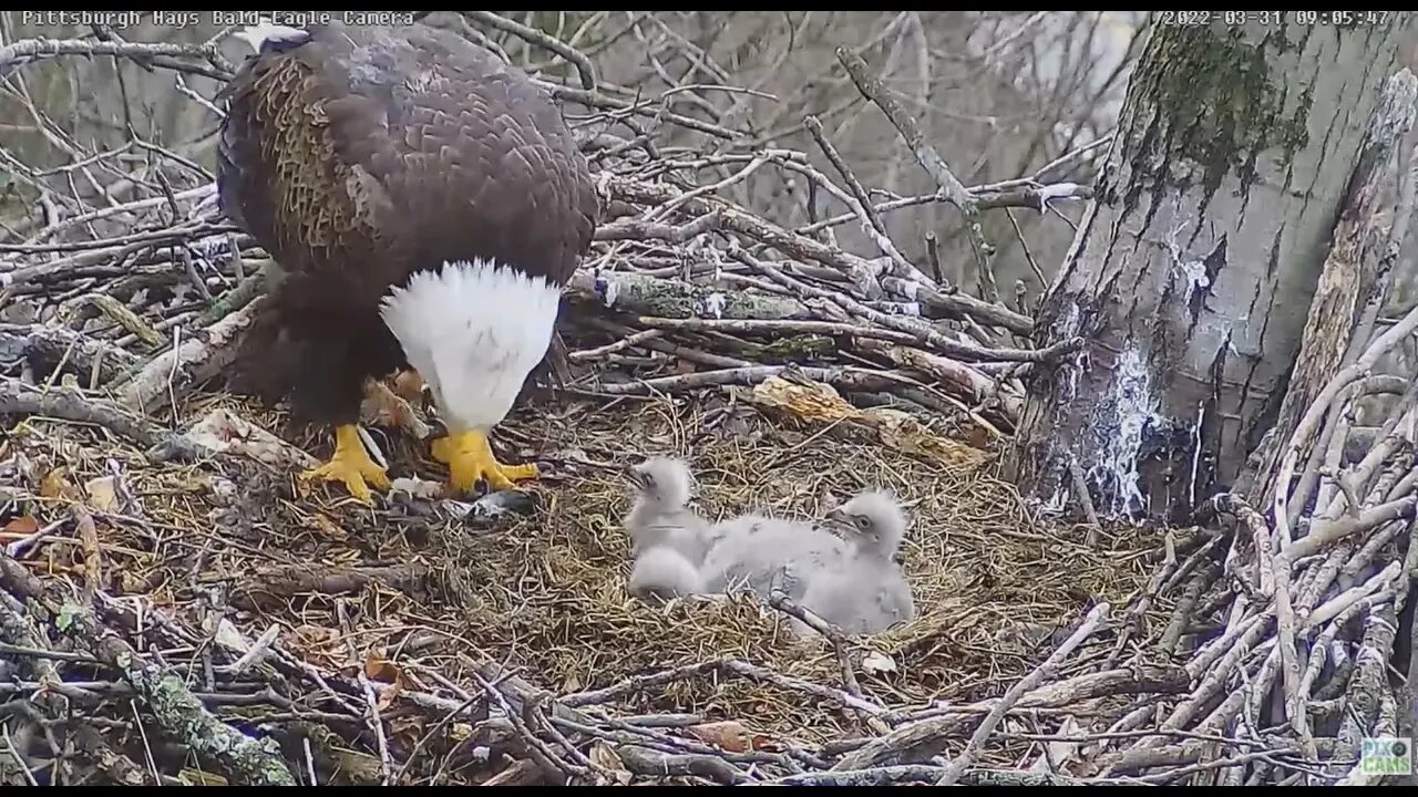 Hays Bald Eagles- Eaglets H16 H17 H18 showing their ear holes during feeding 2022 03 31 09 05 57 738