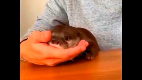 Cuteness Explosion! Aww-Inspiring baby animals Videos Compilation