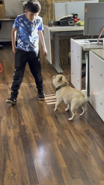 I’m gonna get you brother…. Frenchie chases hooman brother