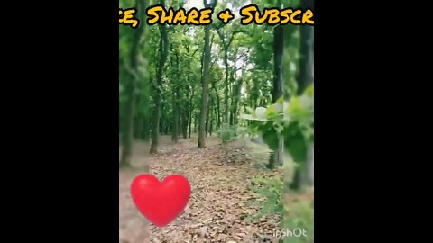 Jungle
