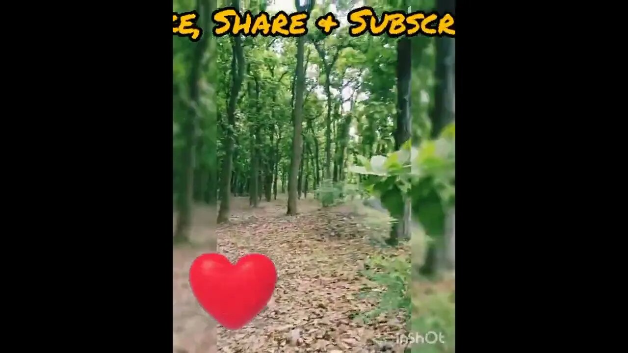 Jungle