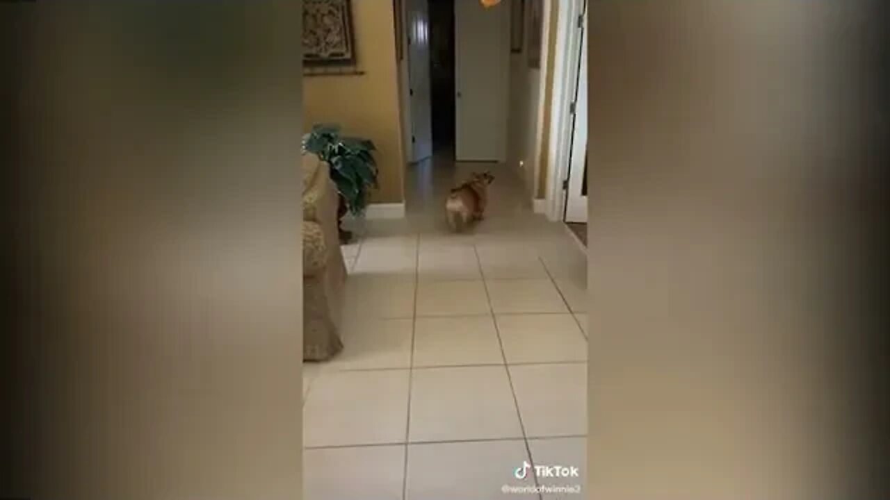 Happy Dogs DOGTOK - BEST SONG for DOGGOS (Best From TIKTOK)