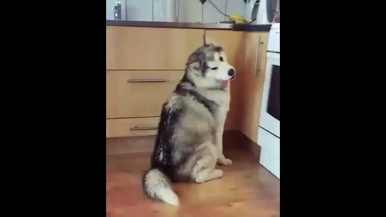 funnyanimal_videos Haha 😂