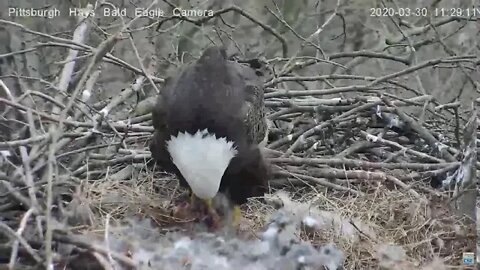 Hays Eagles Dad makes dust bunnies 3.30.20 1129AM