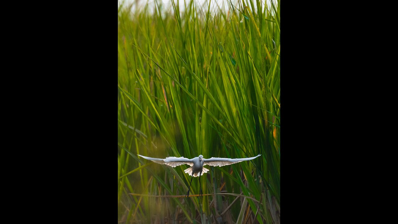 BIRD FLYING IN NATURE, LINDO