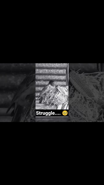 struggle #shorts #shorts #viral