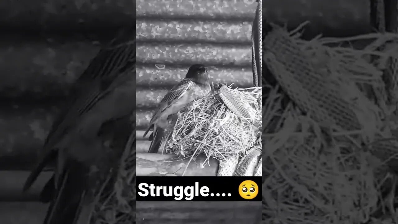 struggle #shorts #shorts #viral