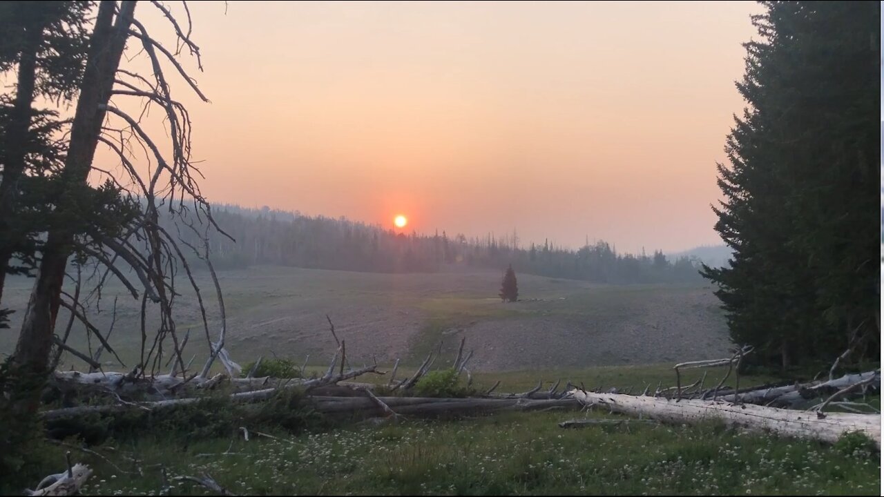 Summer Scout 8aug21 - Of trail cams, mountain maggots, and cows.