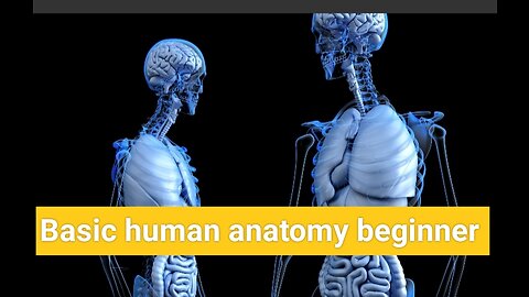 Basic human anatomy beginner