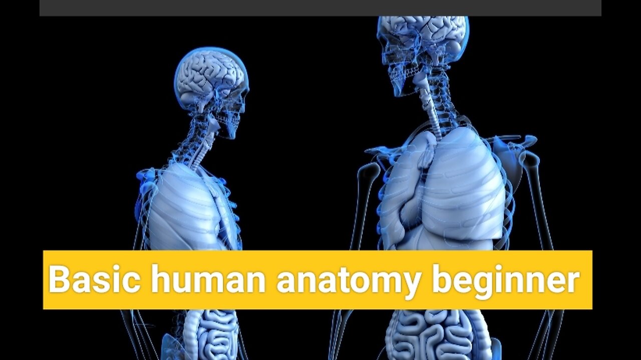 Basic human anatomy beginner