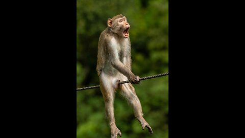 funny animals videos