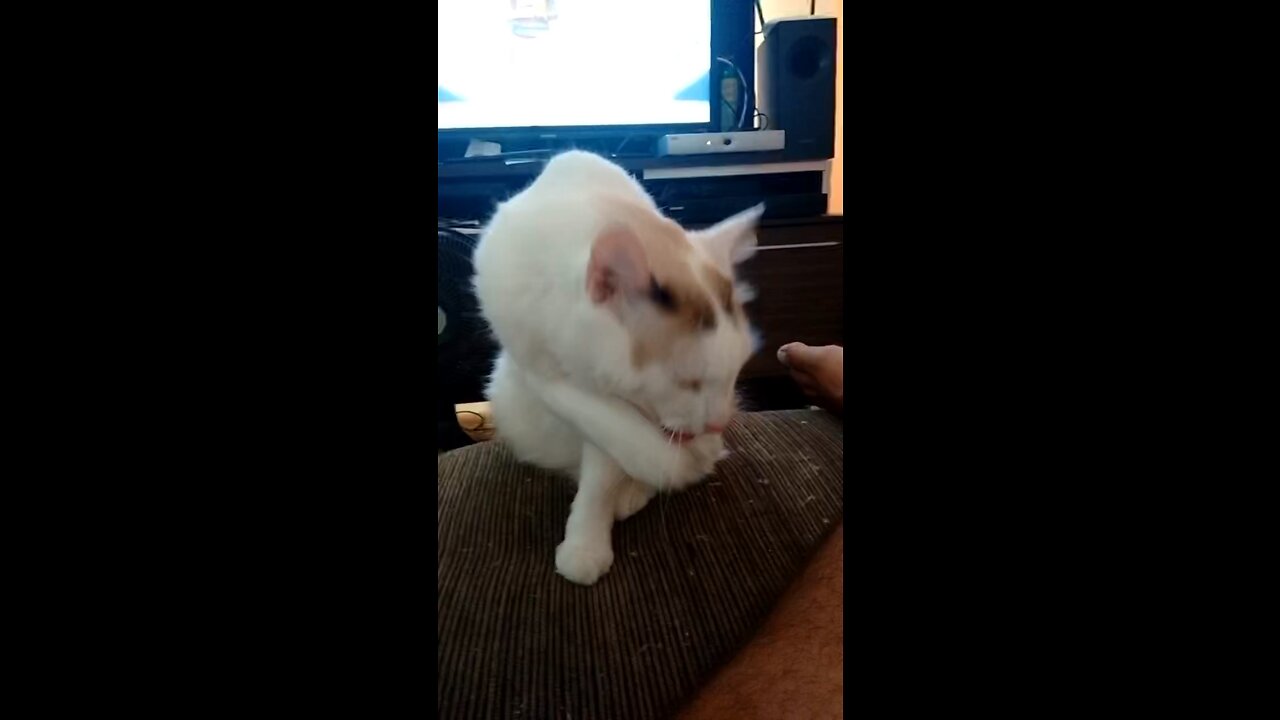 Meu gato tomando banho