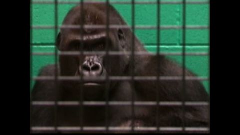 Gorilla Relocates To Find Love