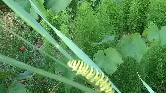 a colorful caterpillar looking for a way