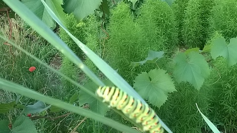 a colorful caterpillar looking for a way