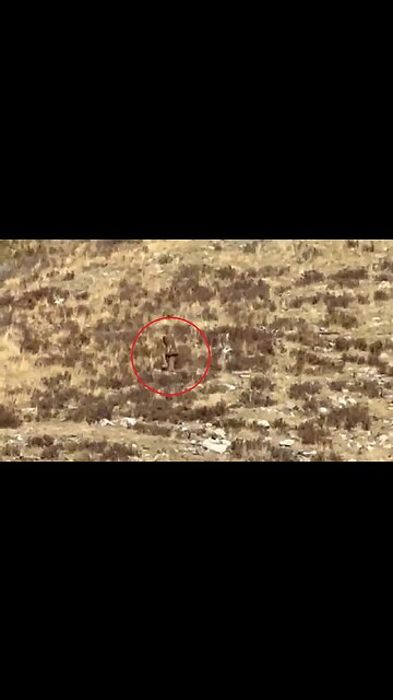 The Internet Is Talking About This Video Of 'Bigfoot' Recorded In A Remote Part Of Colorado