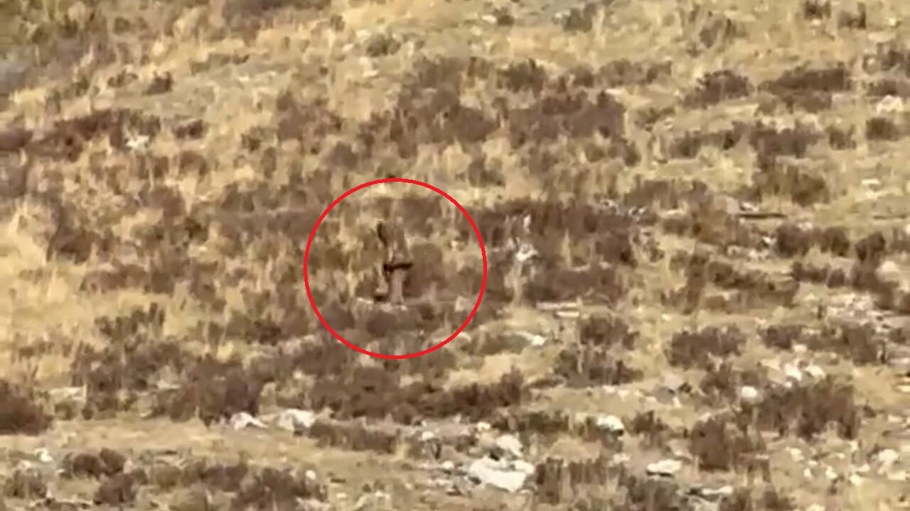 The Internet Is Talking About This Video Of 'Bigfoot' Recorded In A Remote Part Of Colorado