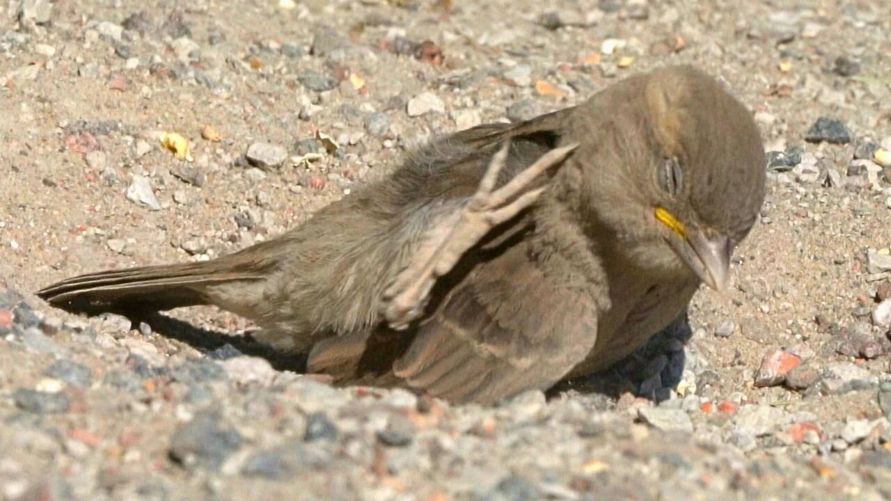 House Sparrows Taking Dirt Baths