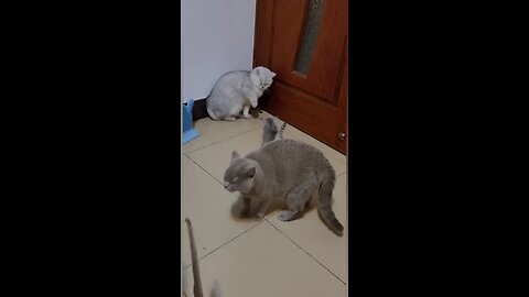 Cat fight funny