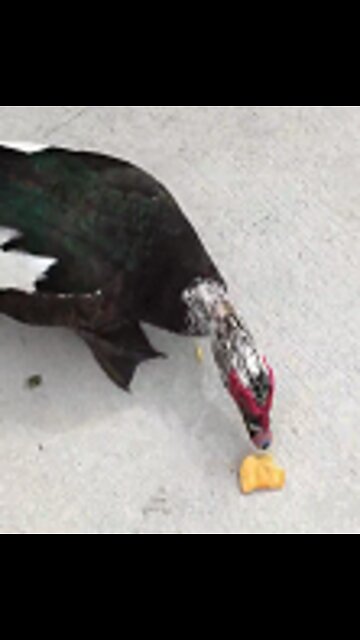 Duck Eating BBQ Potato Chips